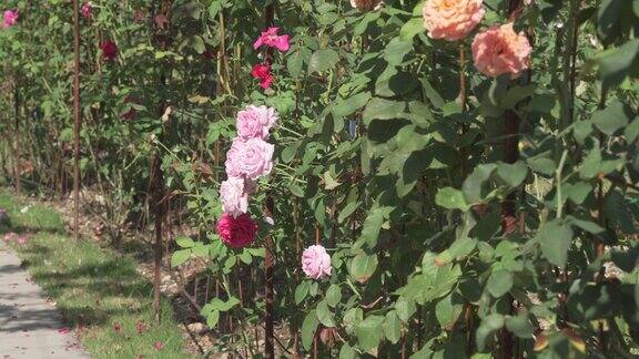 粉红色的玫瑰在花园公园里盛开