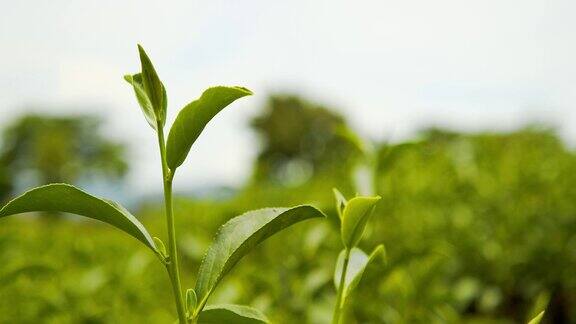4k的新鲜有机绿茶