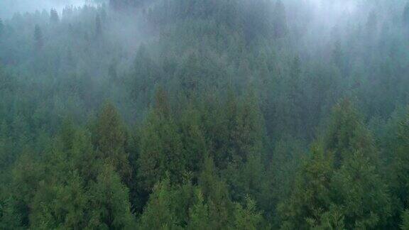空中雾蒙蒙的松树林早上4千块