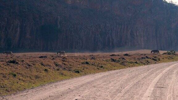 非洲斑马在保护区尘土飞扬的土地上互相跟随