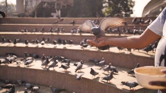 孟买一名男子在广场上喂鸽子穆斯林传统慢动作视频印度