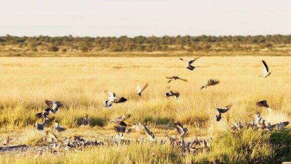 一群欧亚颈圈鸽子聚集在南非博茨瓦纳萨瓦纳的一个水坑附近
