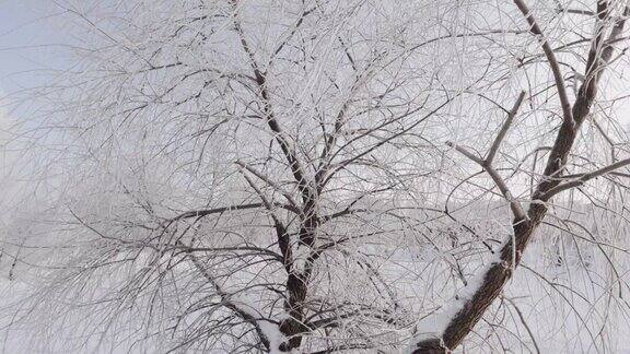 白桦枝头在雪和霜的对抗下
