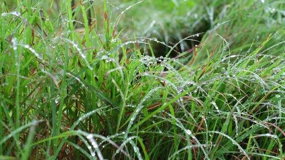 湖边的草地被雨水打湿了