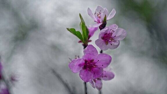 紫色的花抽象的背景在一个下雨天与滴