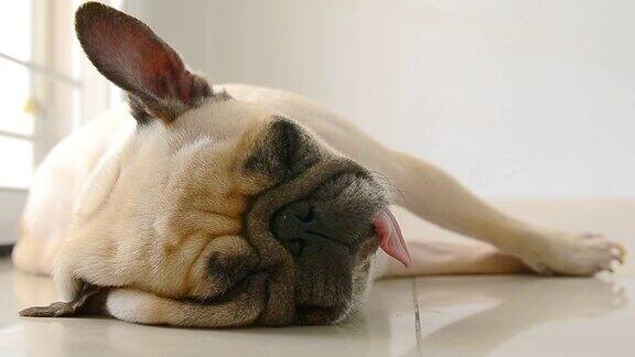搞笑睡眼惺忪的哈巴狗在偷懒的时候躺在地板上睡觉