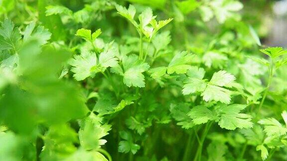 香菜植株特写选择焦点种植香料植物收获