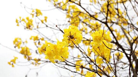 黄花树