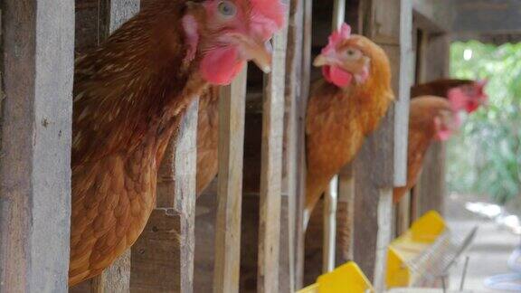家禽饲养场笼子里的鸡