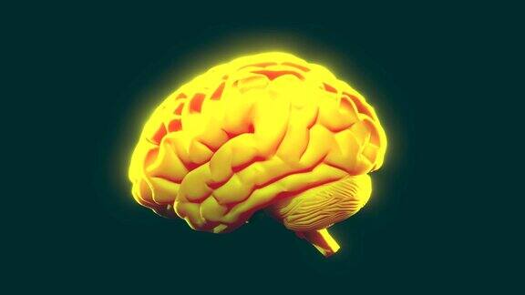黄色的大脑转动三维动画