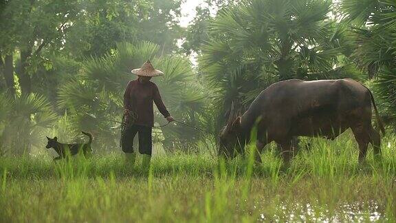 亚洲农民与他的狗和水牛在稻田里工作