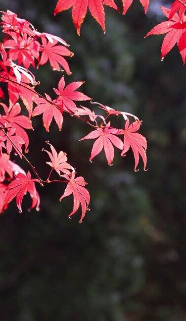 树叶在秋天变红