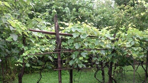夏天葡萄园里未成熟的葡萄有新鲜的葡萄绿叶