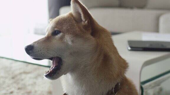 客厅里可爱柴犬的肖像