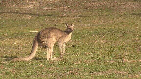 袋鼠坐着跳绳澳大利亚内陆