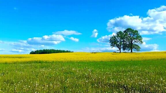 美丽的夏季景观草甸和树木立陶宛