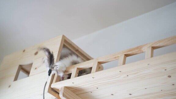 主人用羽毛玩具挑衅布花波斯猫在猫木制架子上人类移动宠物玩具与猫玩耍提高抓猫技能