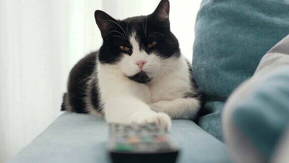 黑白斑点折猫看电视用遥控器