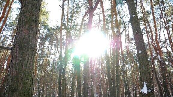 风景秀丽的松林上覆盖着皑皑白雪明亮的阳光穿过高高的树干照亮了树林美丽的自然景观冬天慢镜头摄影