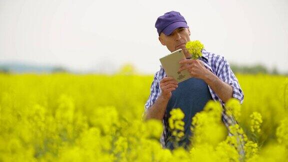 农民用数字平板检查油菜在田间开花