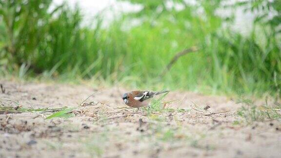 雄性苍头燕雀在地上吃草后飞走了