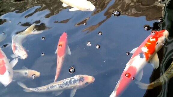 Nishikigoi美丽的鱼