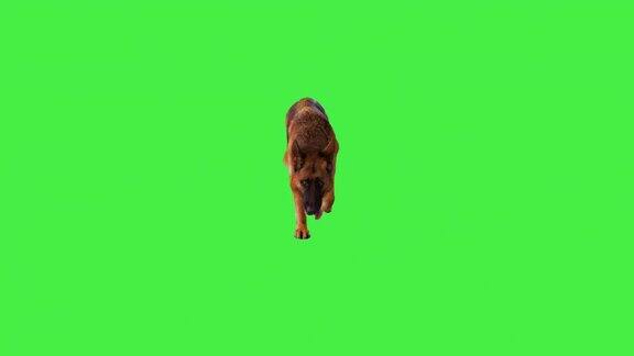 德国牧羊犬走在镜头和躺在绿色屏幕上ChromaKey