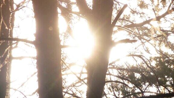 阳光穿过森林中的树木阳光森林的气氛