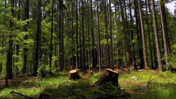 在绿色的森林里砍树森林砍伐原木树干成堆是木材工业的木材森林砍伐木材工业正在破坏森林生态灾难剥削4k的视频
