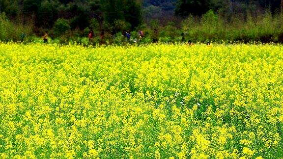 黄色的花朵领域