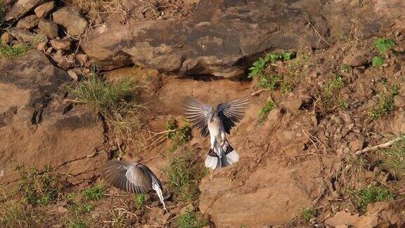 在肯尼亚的巴伦戈湖飞行中斑鸠的求偶表演慢镜头