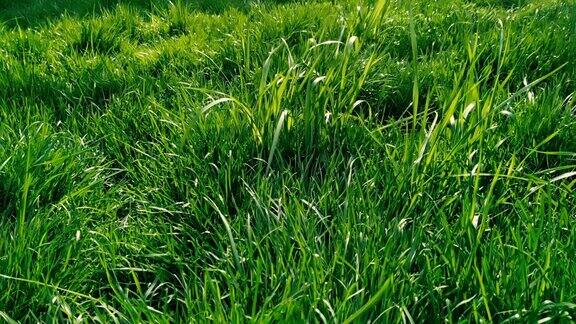 有绿色草的草坪的碎片