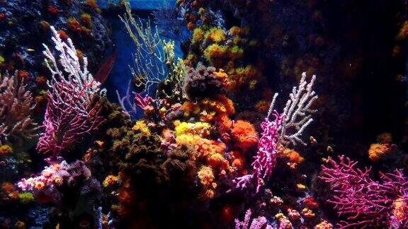 奇异的海洋鱼类在珊瑚礁和海洋植物中游泳
