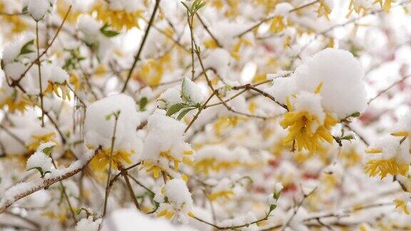 冬天的黄花