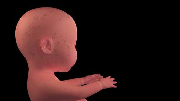 人类婴儿胎儿胚胎4K循环