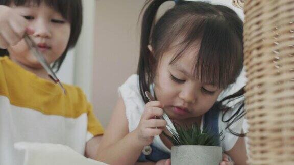 泰国的孩子们在家里挖仙人掌种仙人掌