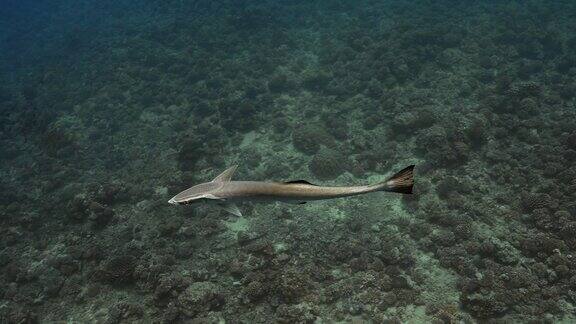 太平洋中细长的吸吮鱼珊瑚礁附近的水下热带鱼在清澈的水中潜水