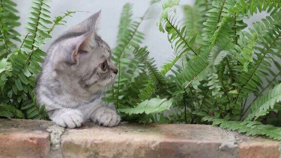 靠近一只在花园里玩耍的苏格兰小猫