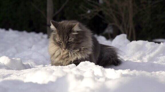 慢镜头:猫在抓雪球