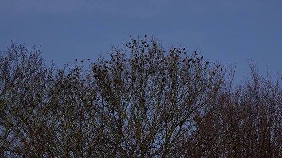 大鸟群从一棵树上飞起英国4K