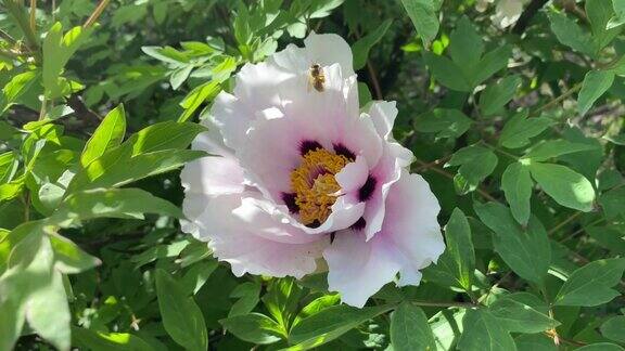 一只蜜蜂在花园里收集一朵美丽的牡丹花的花粉