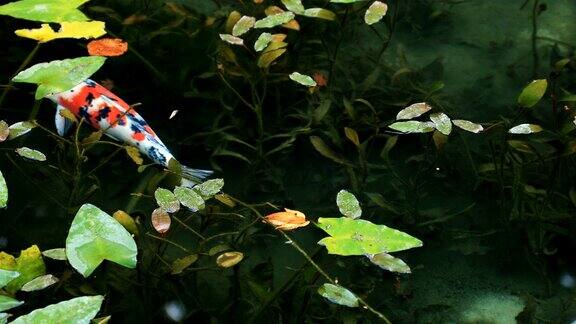 鲤鱼在美丽的日本岐阜池塘的秋天