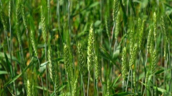 草甸麦田成熟的麦穗丰收慢镜头麦田绿色小麦的耳朵靠近美丽的自然田园风光