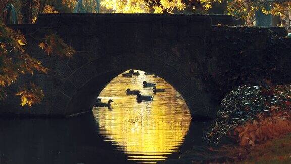 在公园里鸭子在池塘里和桥下游泳在秋天日出