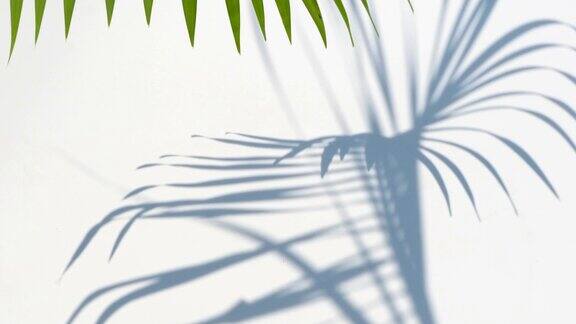 白色墙壁背景上的棕榈叶和阴影