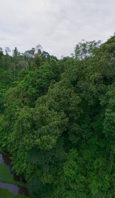 垂直视频河流池塘绿色梯田热带雨林丘陵沟壑