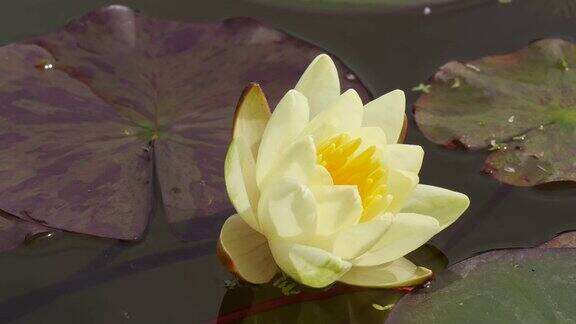 时光流逝睡莲开荷花盛开在池塘里