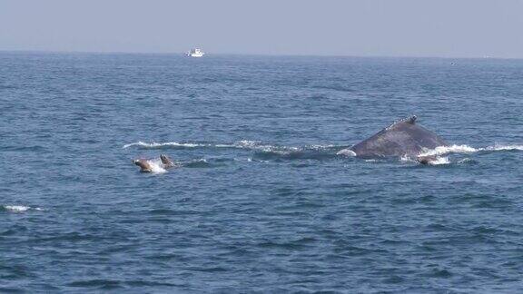 在美国蒙特利湾两只座头鲸和加利福尼亚海狮正在捕猎