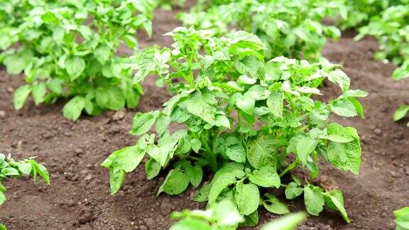 种土豆一排一排地发芽绿土豆长在地里种植蔬菜选择性集中