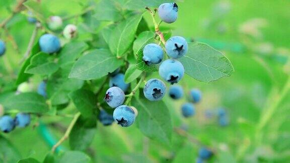 蓝莓在树枝上花园里的浆果阳光灿烂的日子